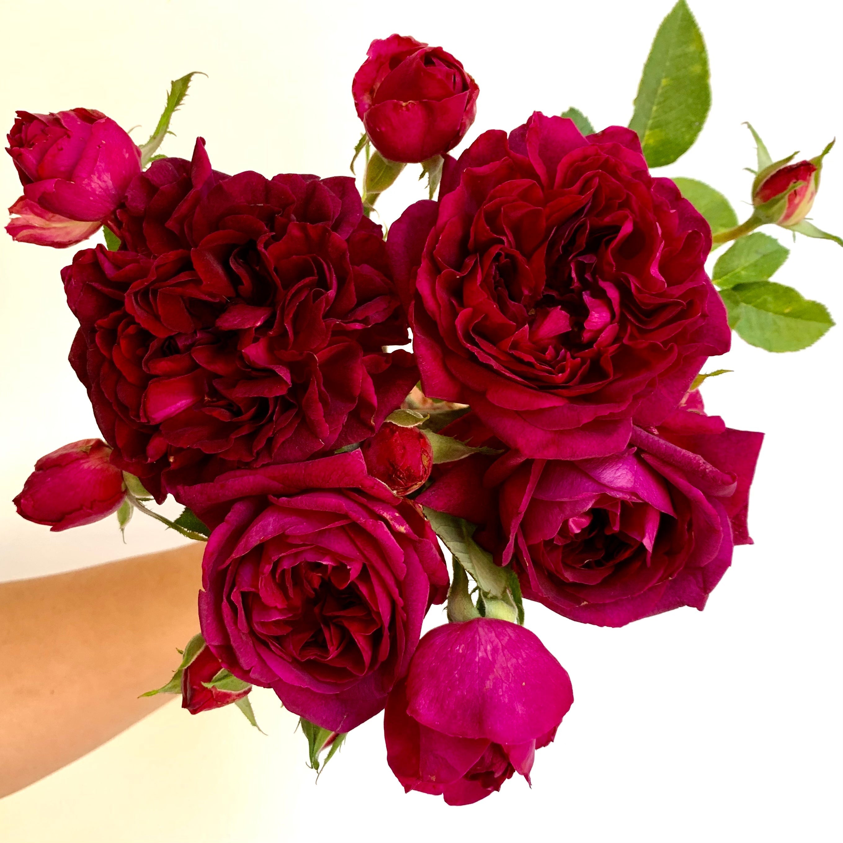 David Austin® Munstead Wood® Potted Rose Bush