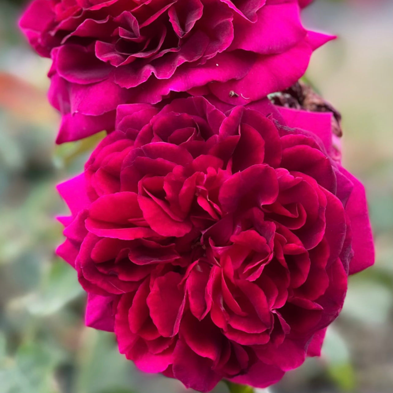 David Austin® Munstead Wood® Potted Rose Bush