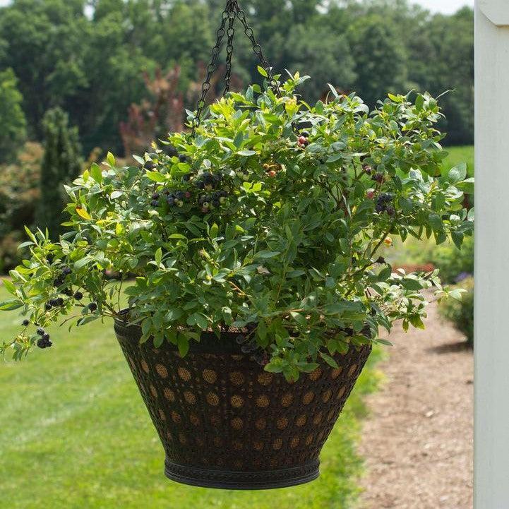 Blueberry Bushel & Berry® Sapphire Cascade® Cascading Potted Blueberry Plant