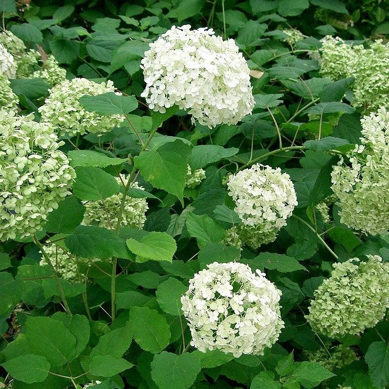 Hydrangea Annabelle Potted Smooth Hydrangea Bush