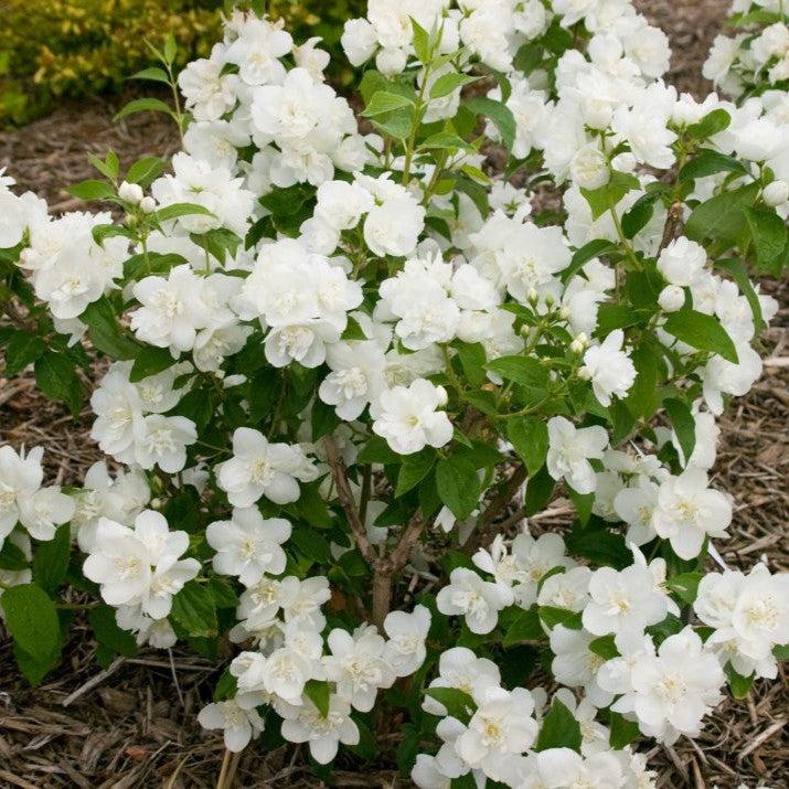 First Editions® Mock Orange 'Snow White Fantasy' Potted Mock Orange Bush