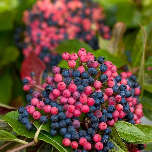 Proven Winners® Viburnum Brandywine™ Potted Viburnum Bush