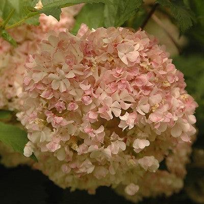 Viburnum opulus 'Roseum' Potted Eastern Snowball Bush