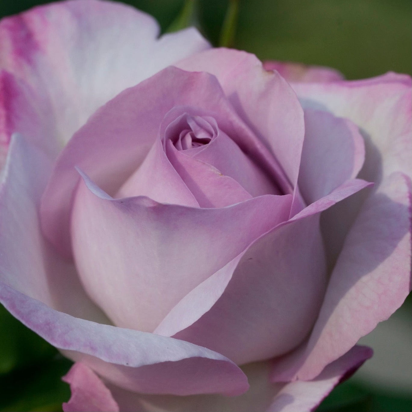 Nicole Carol Miller Potted Rose Bush
