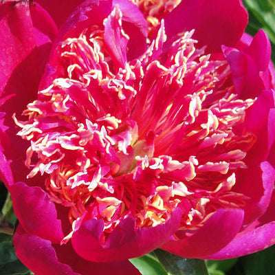Peony Nippon Chief - Peony Bulbs