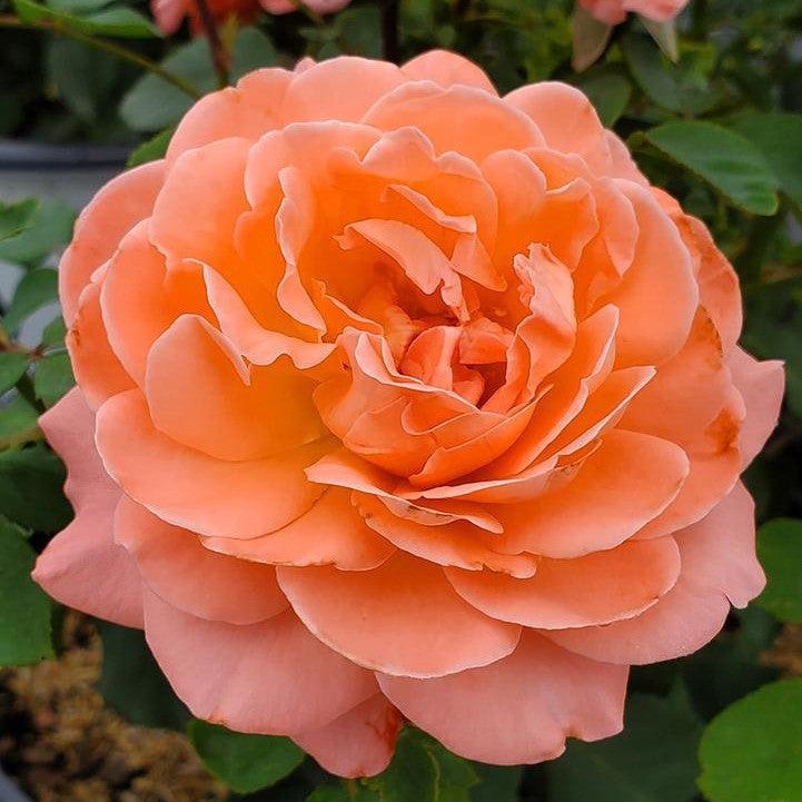 Proven Winners® Reminiscent™ Coral Rose Potted Rose Bush