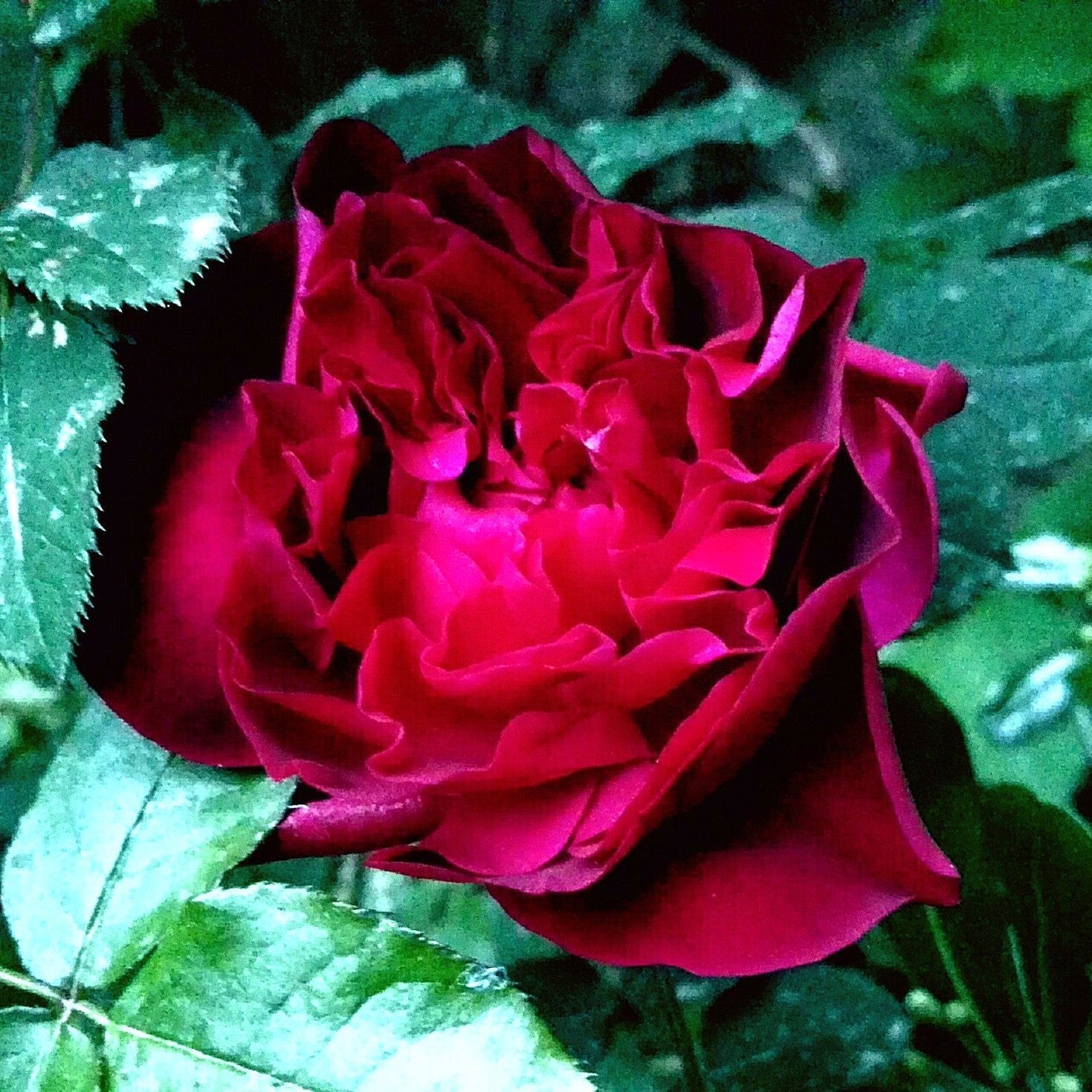 David Austin® Munstead Wood® Potted Rose Bush