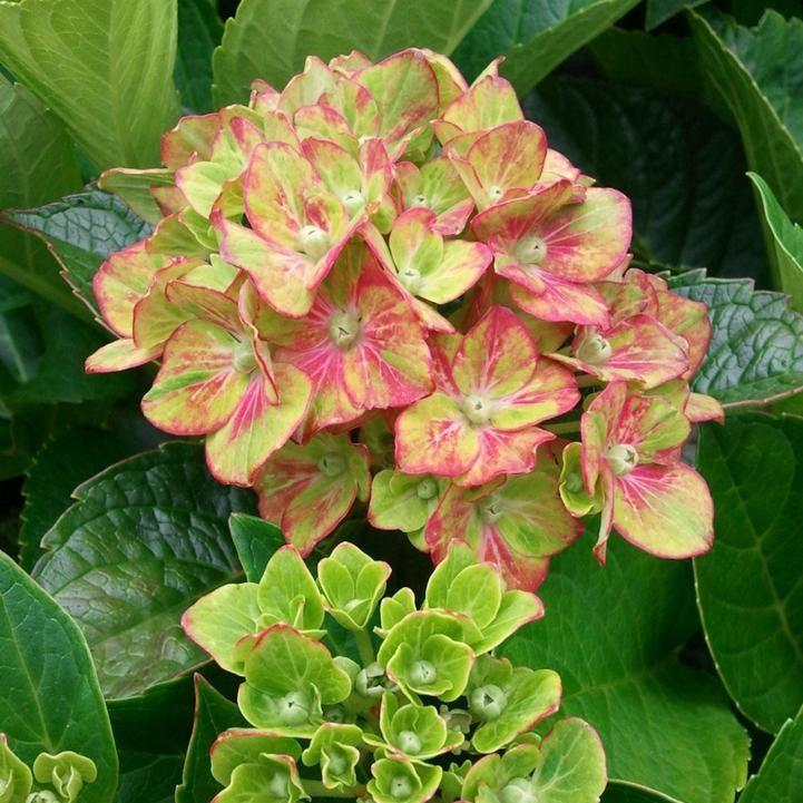 Hydrangea Next Generation® Pistachio Potted Bigleaf Hydrangea Bush