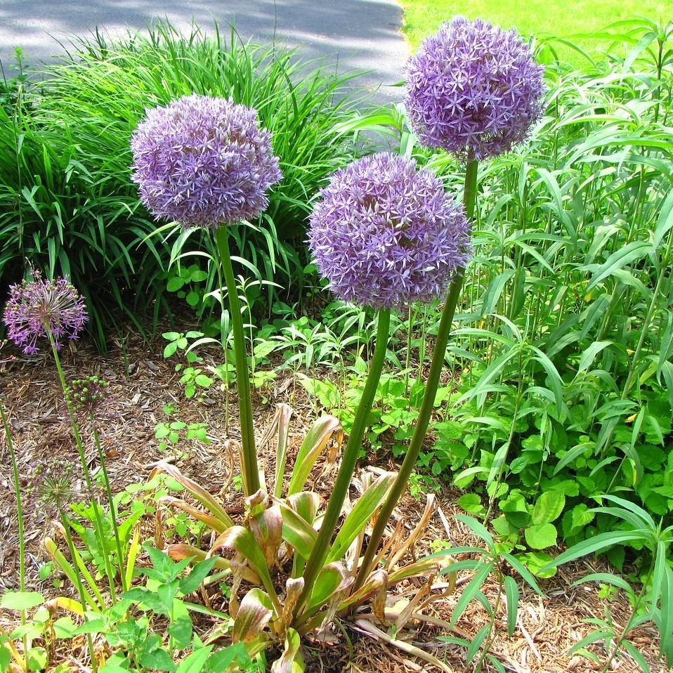 Allium 'Medusa' Potted Ornamental Onion Plant