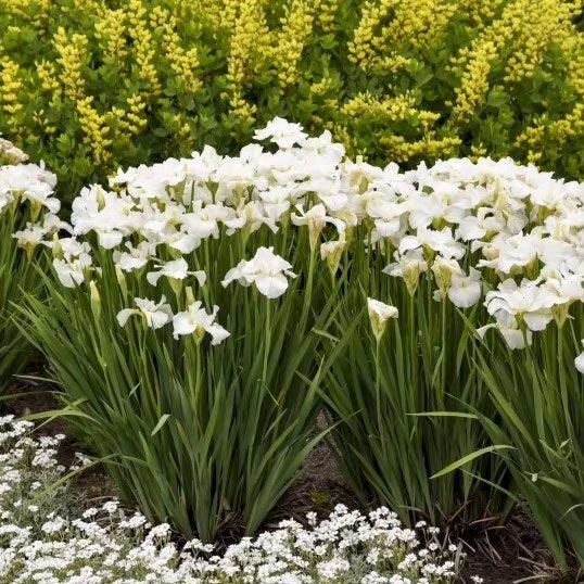 Iris Swans In Flight Potted Siberian Iris Plant