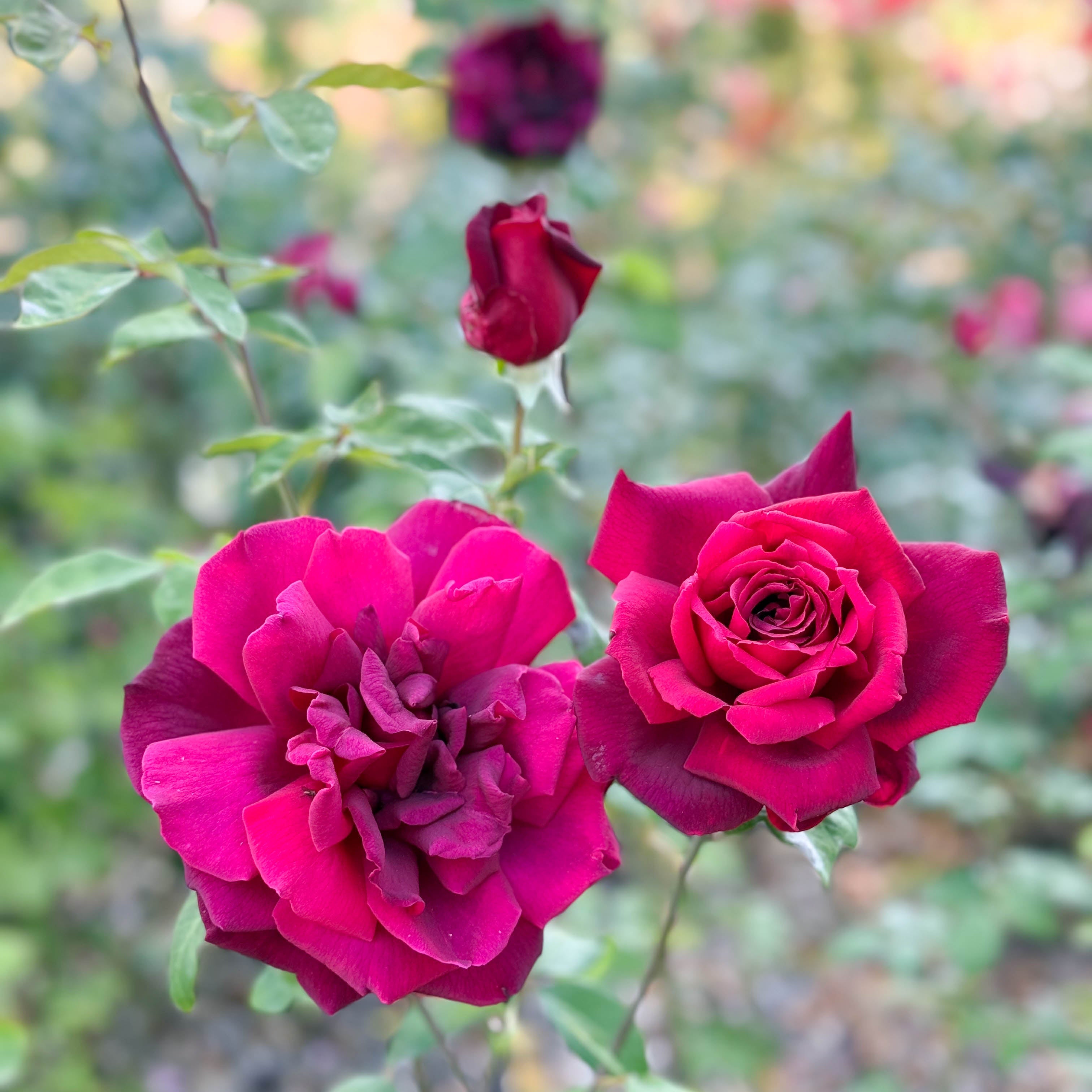 Oklahoma Potted Rose Bush