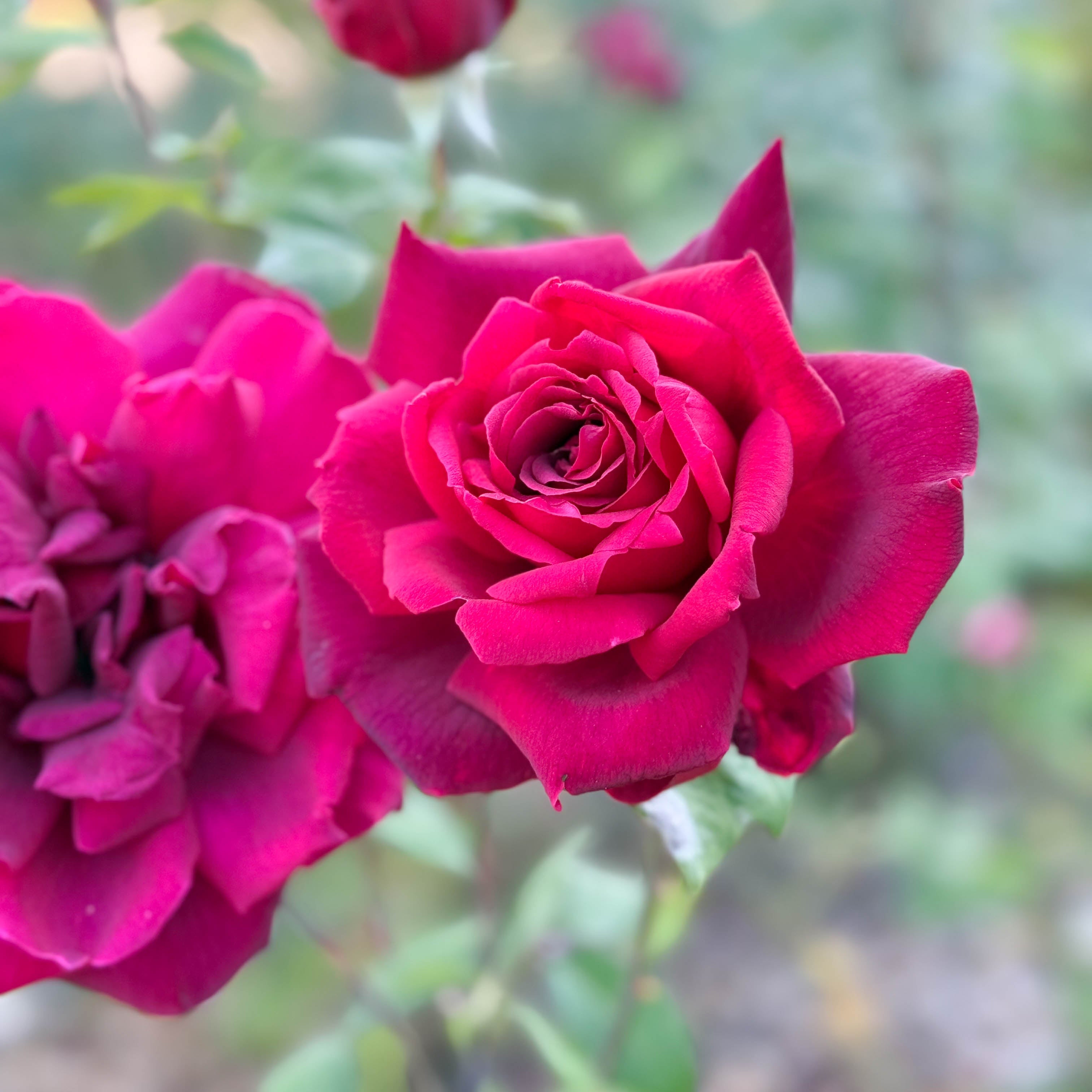 Oklahoma Potted Rose Bush