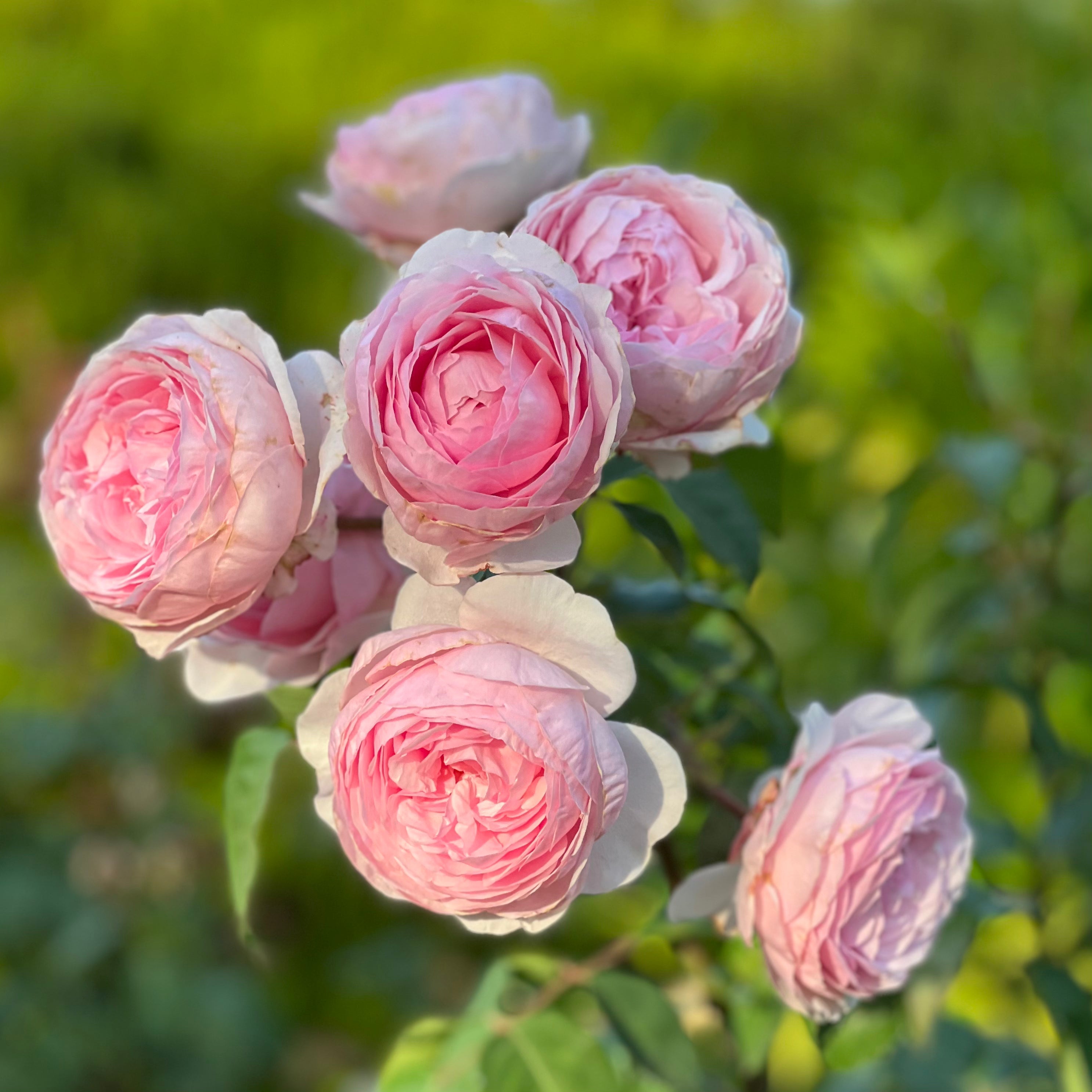 David Austin® Olivia Rose Austin™ Potted Rose Bush