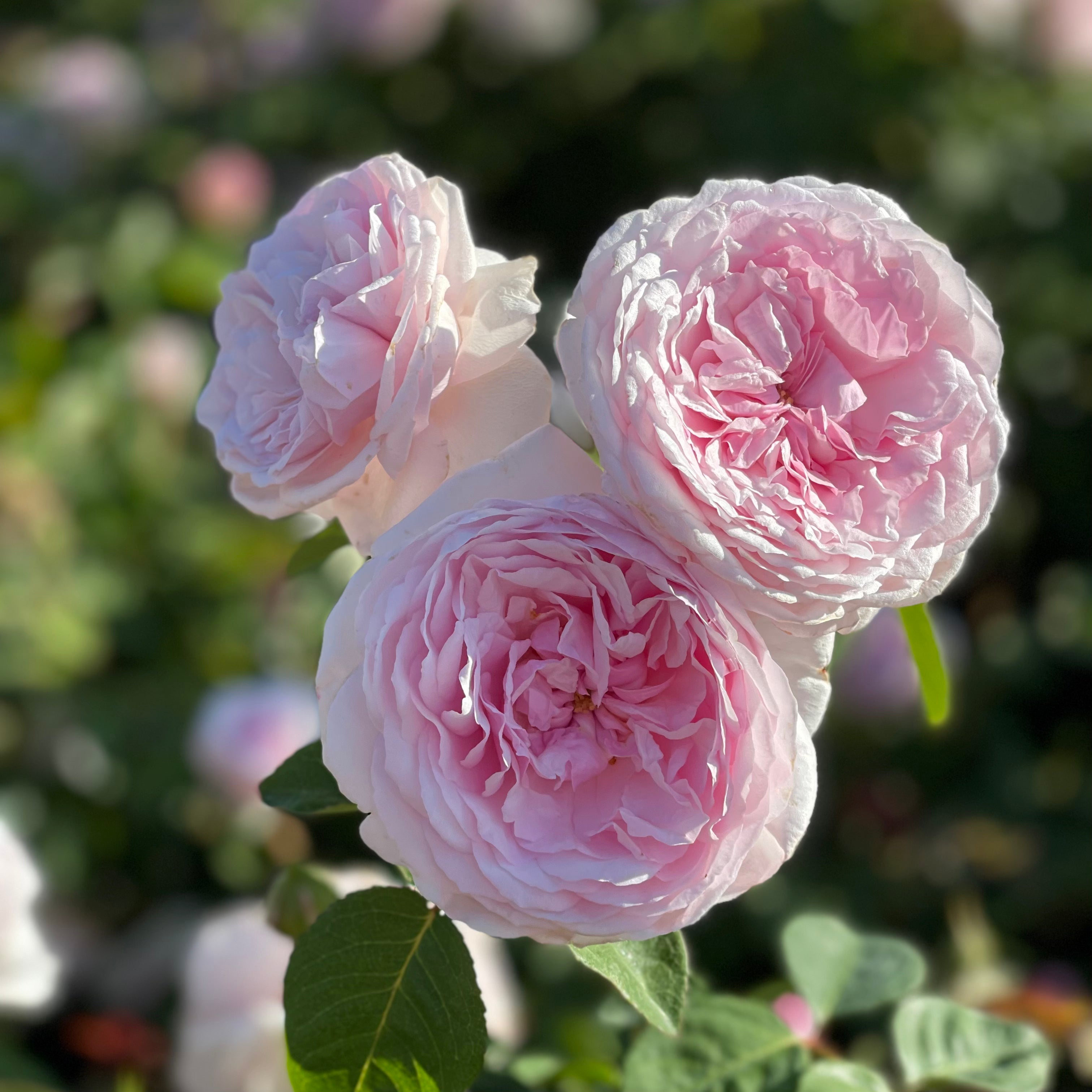 David Austin® Olivia Rose Austin™ Potted Rose Bush