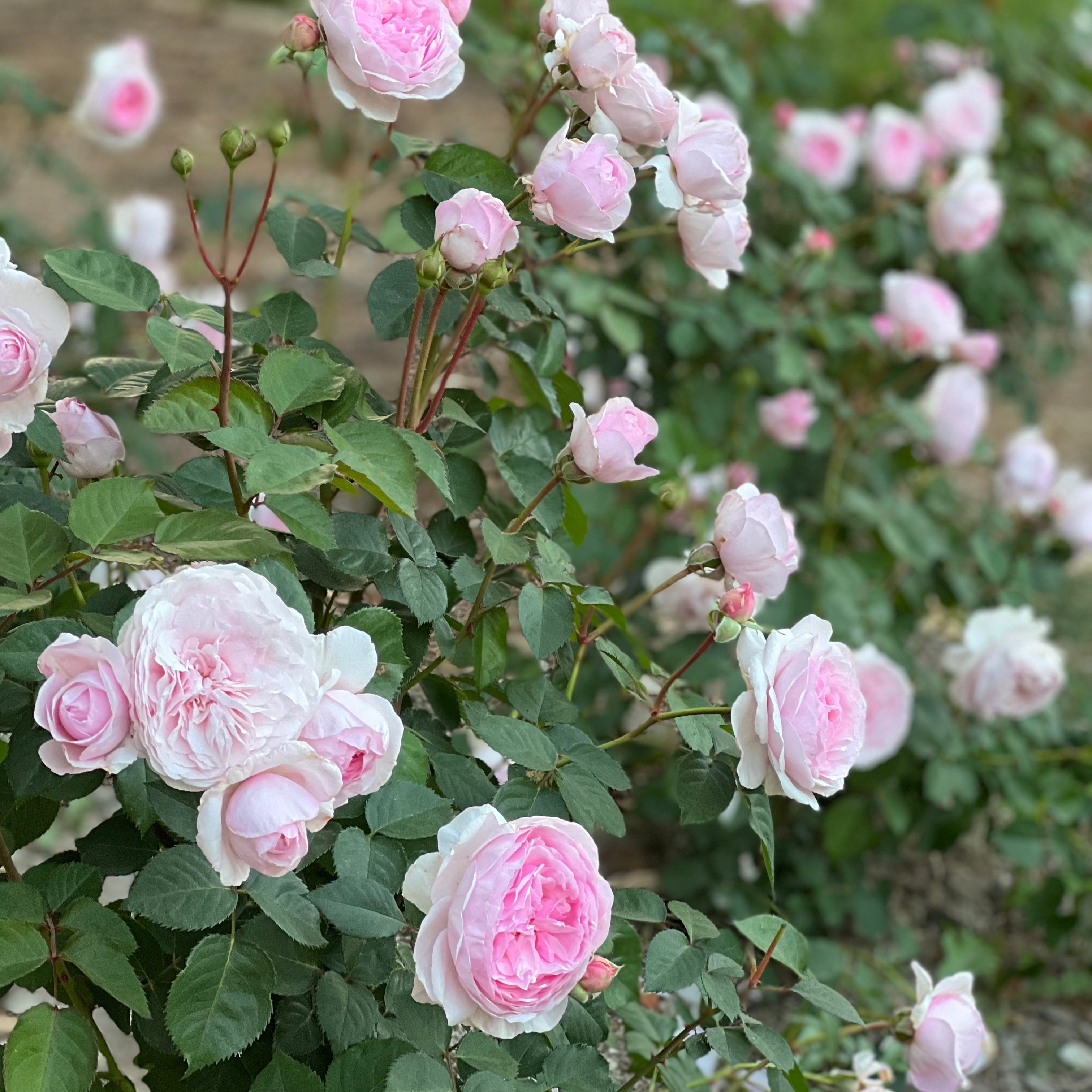 David Austin® Olivia Rose Austin™ Potted Rose Bush