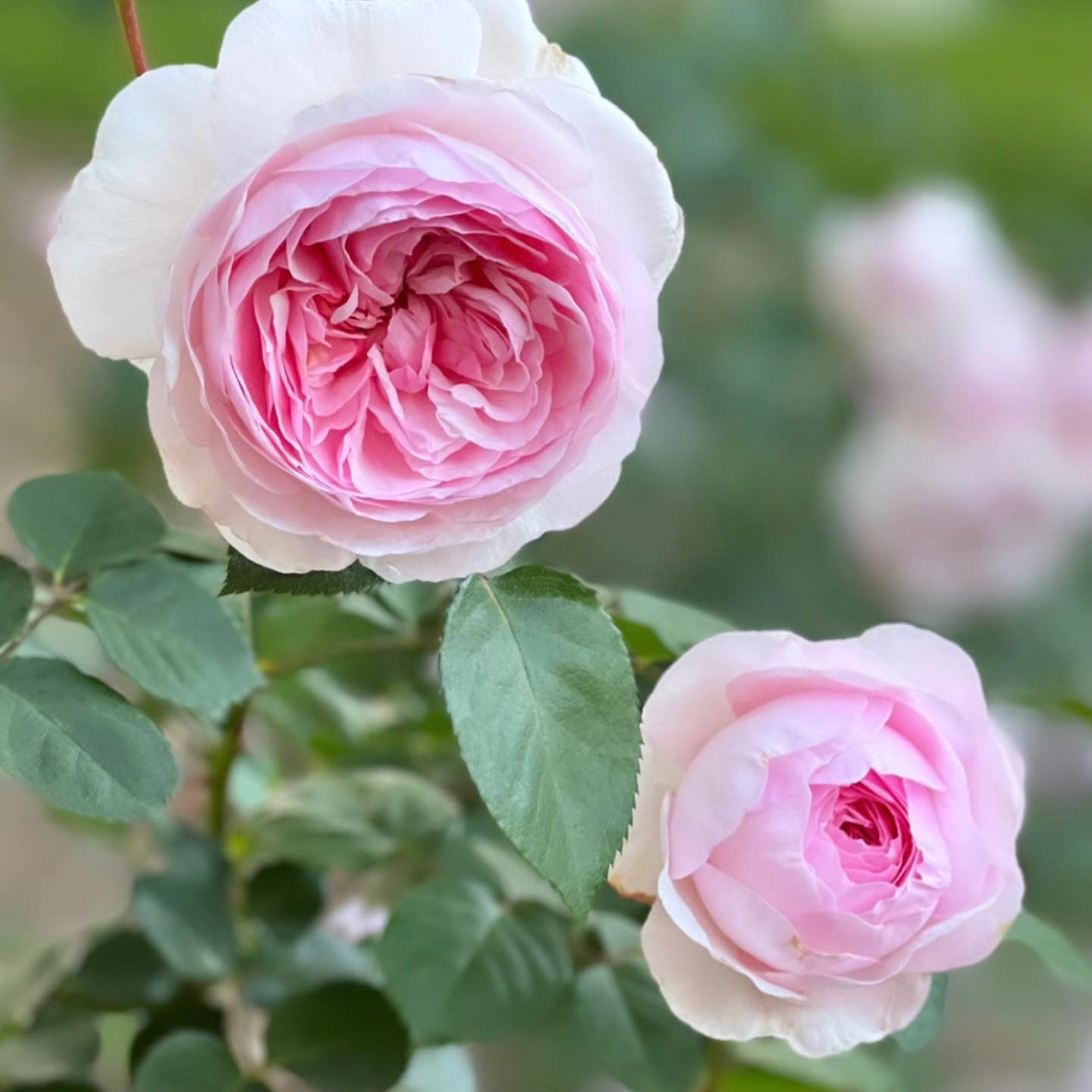 David Austin® Olivia Rose Austin™ Potted Rose Bush