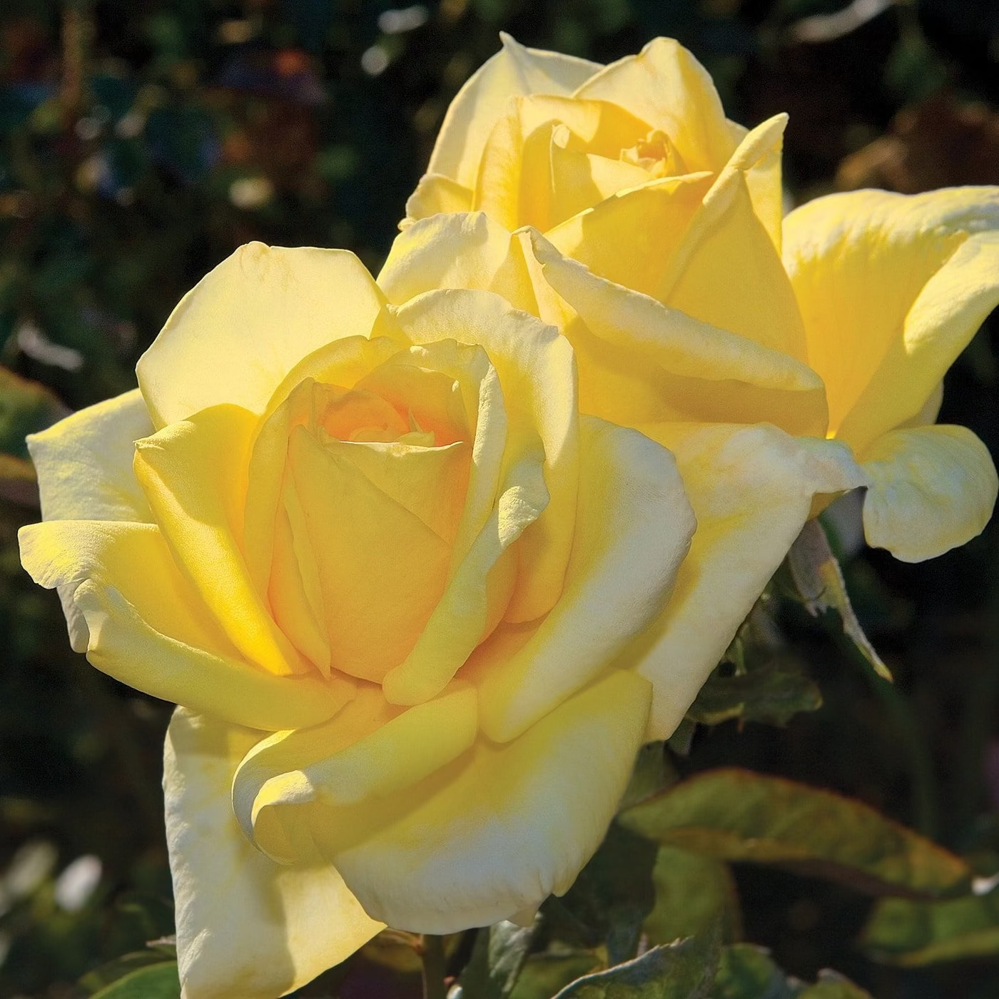 Oregold Bare Root Rose Bush