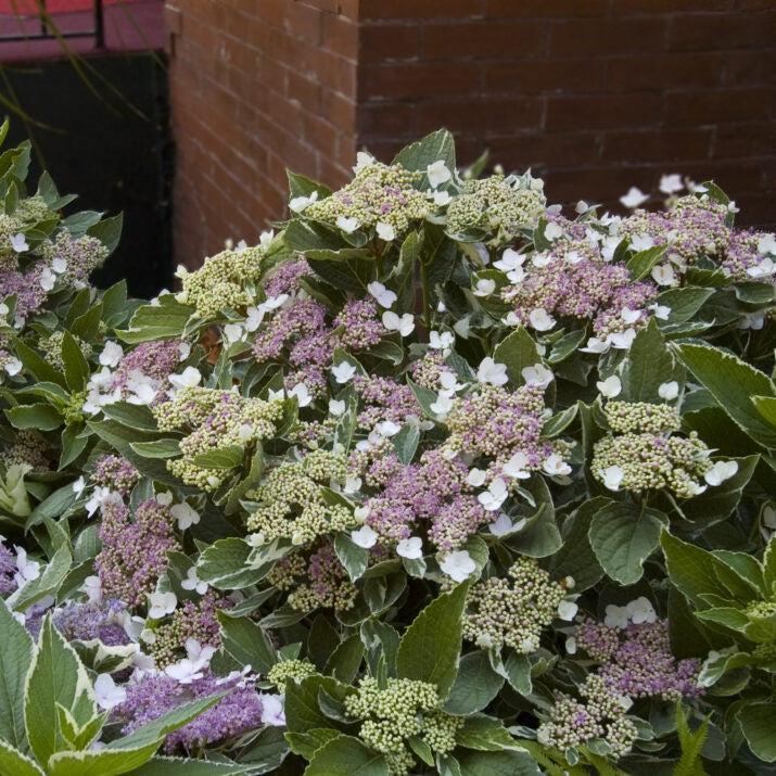 Hydrangea First Editions® Light-O-Day® Potted Hydrangea Plant