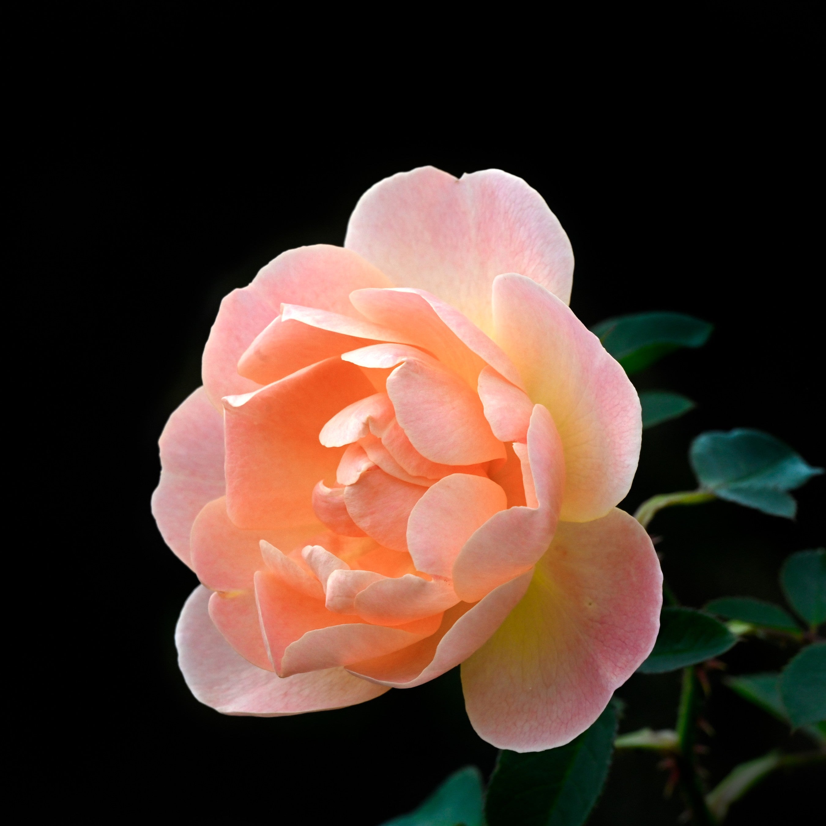 David Austin® The Lark Ascending® Potted Rose Bush