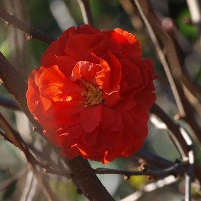 Chaenomeles speciosa 'Orange Storm' USPP 20,950 - PW® Double Take™ Orange Flowering Quince