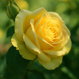 St Patrick™ Potted Rose Bush