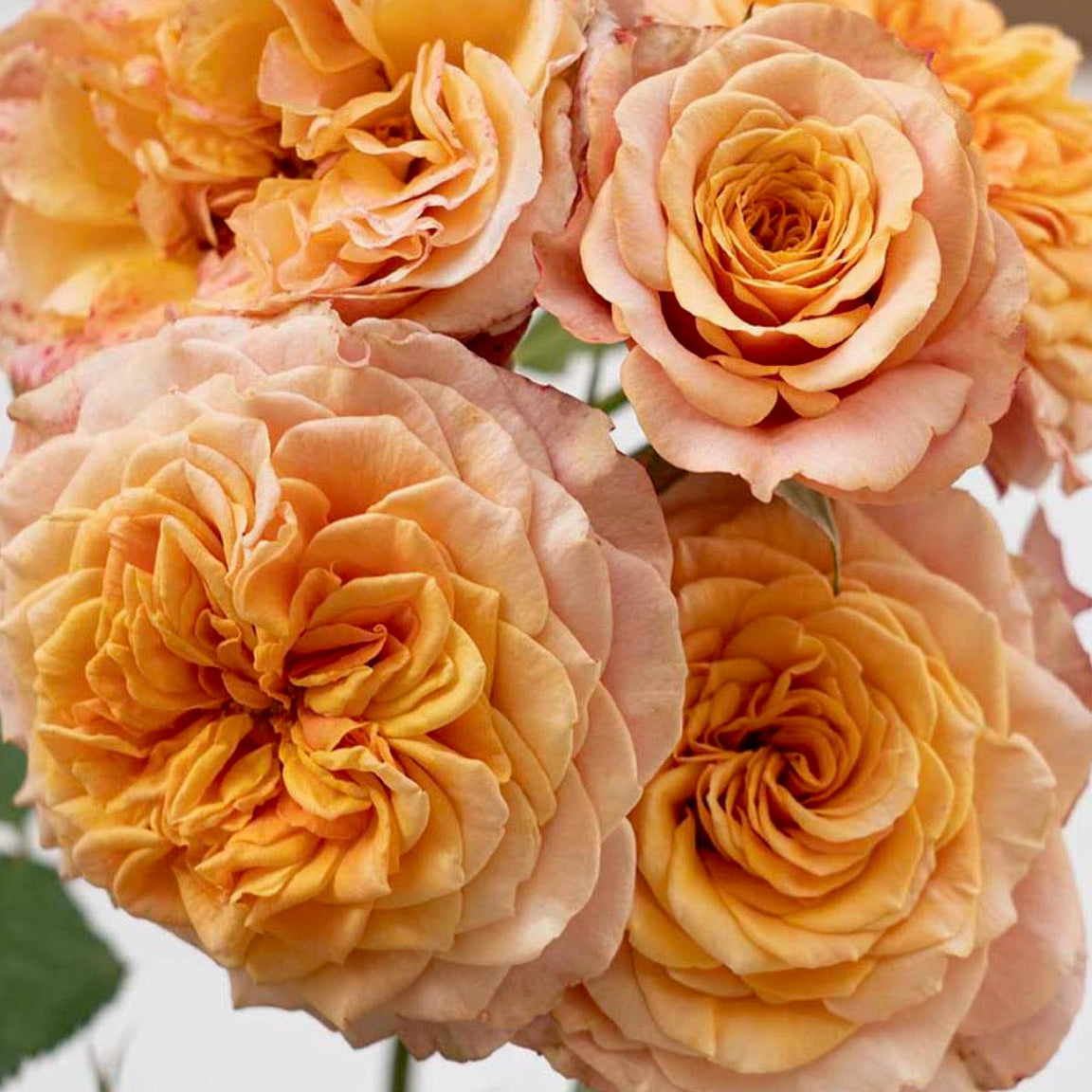 Sunbelt® Crazy Love™ Bare Root Rose Bush - Grace Rose Farm