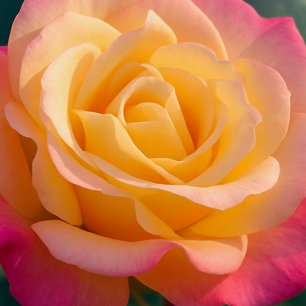 Rio Samba™ Bare Root Tree Rose