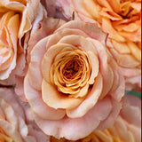 Sunbelt® Crazy Love™ Bare Root Rose Bush
