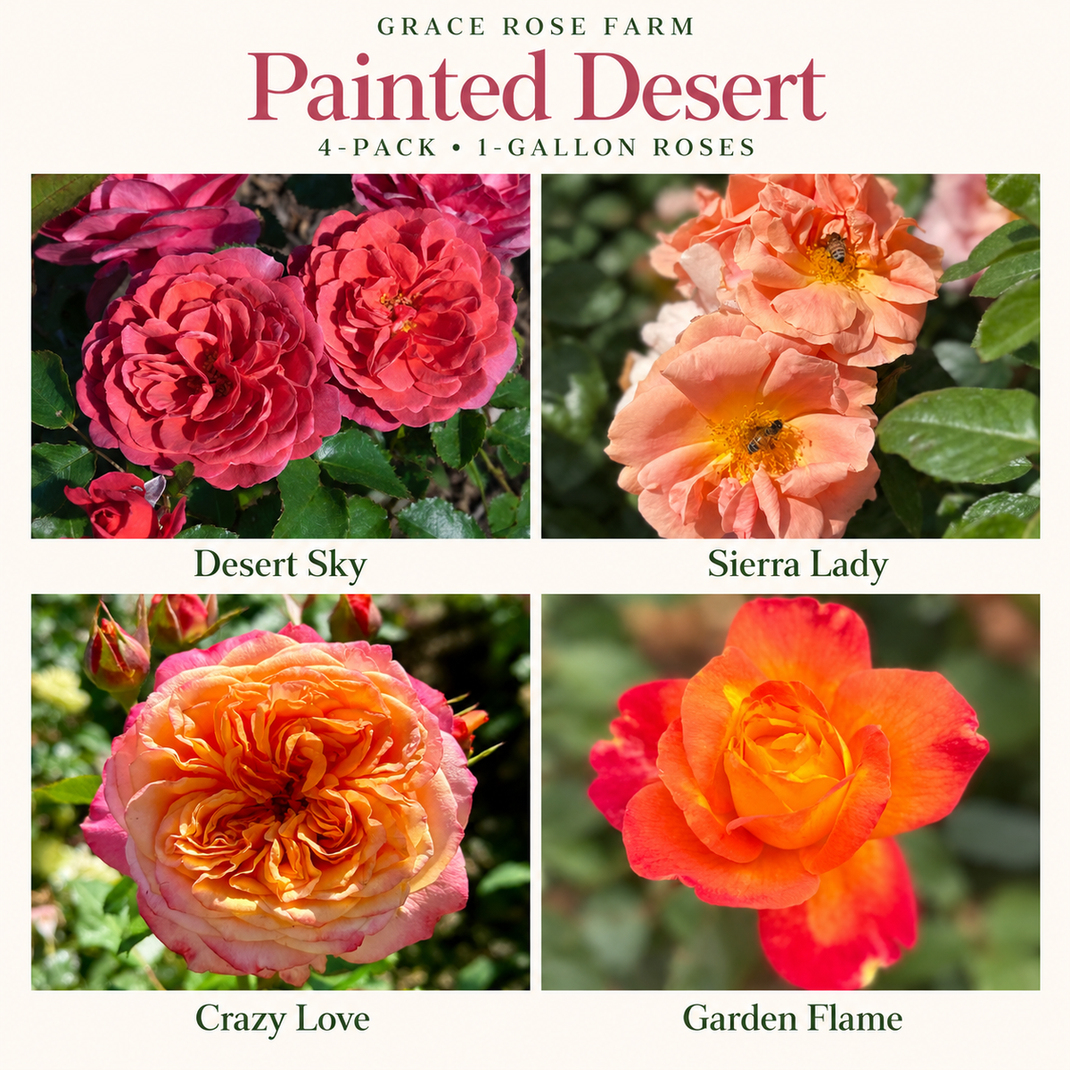 PAINTED DESERT 4 Pack - Desert Sky™, Sierra Lady™, Crazy Love™ & Garden Flame™