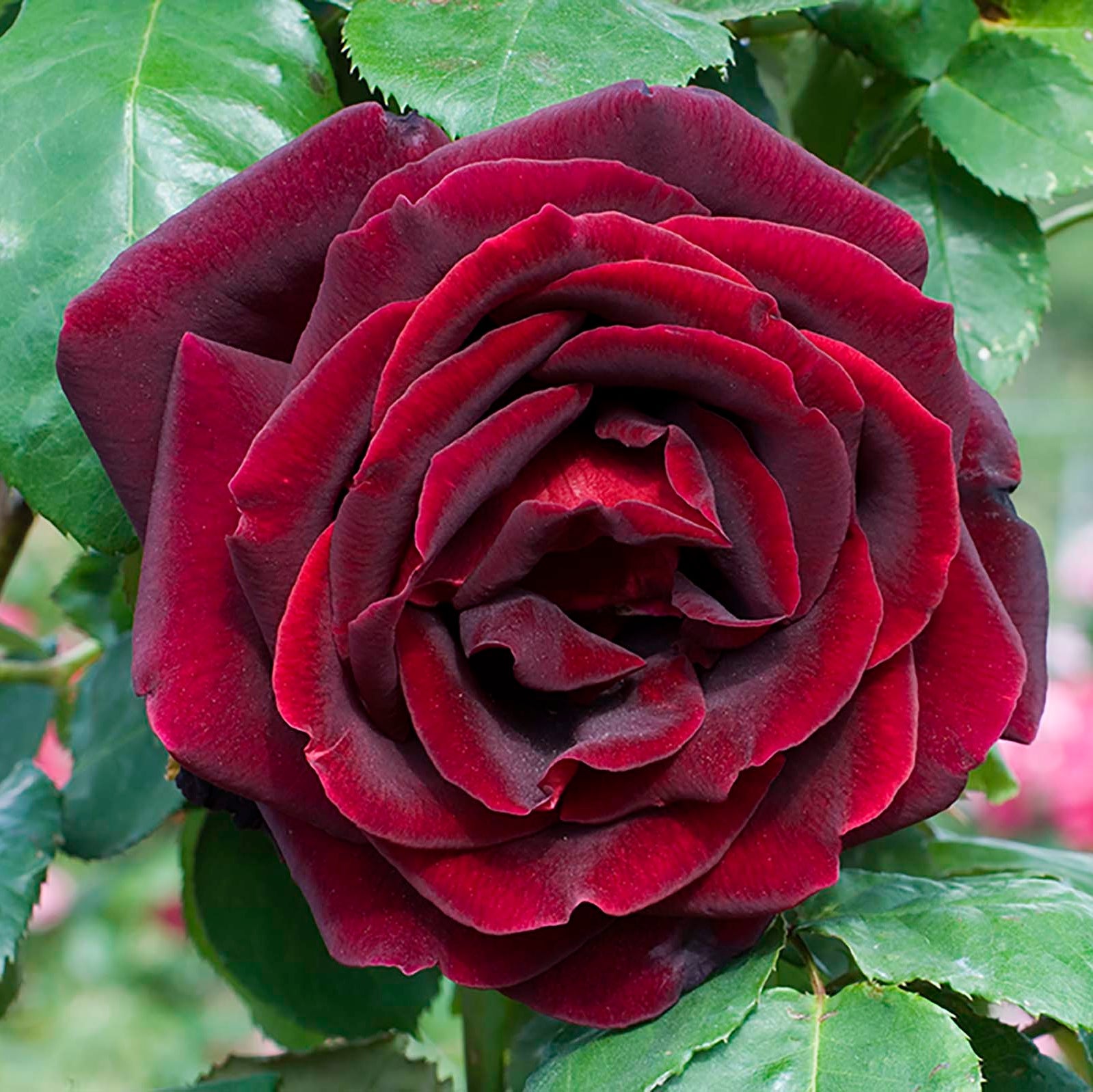 Papa Meilland® Potted Tree Rose