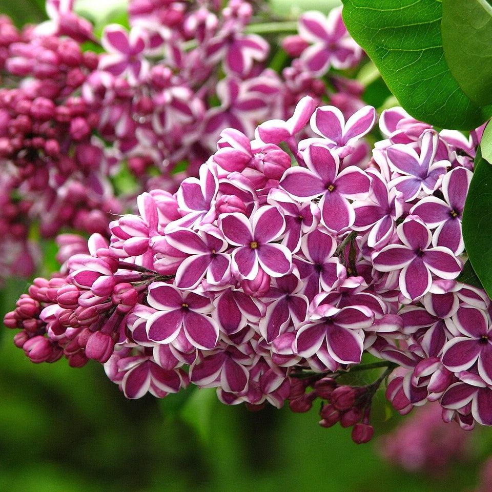potted lilac plant Lilac Sensation Potted Lilac Bush