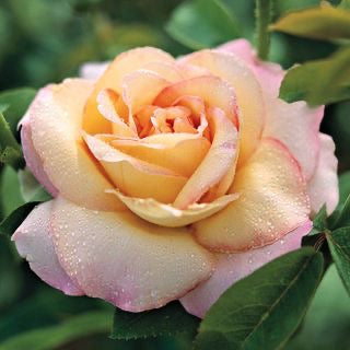 To Be Worthy of You® Garden Color Stories™ Bundle of 3 Bare Root Roses