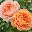 Peach or Apricot Roses