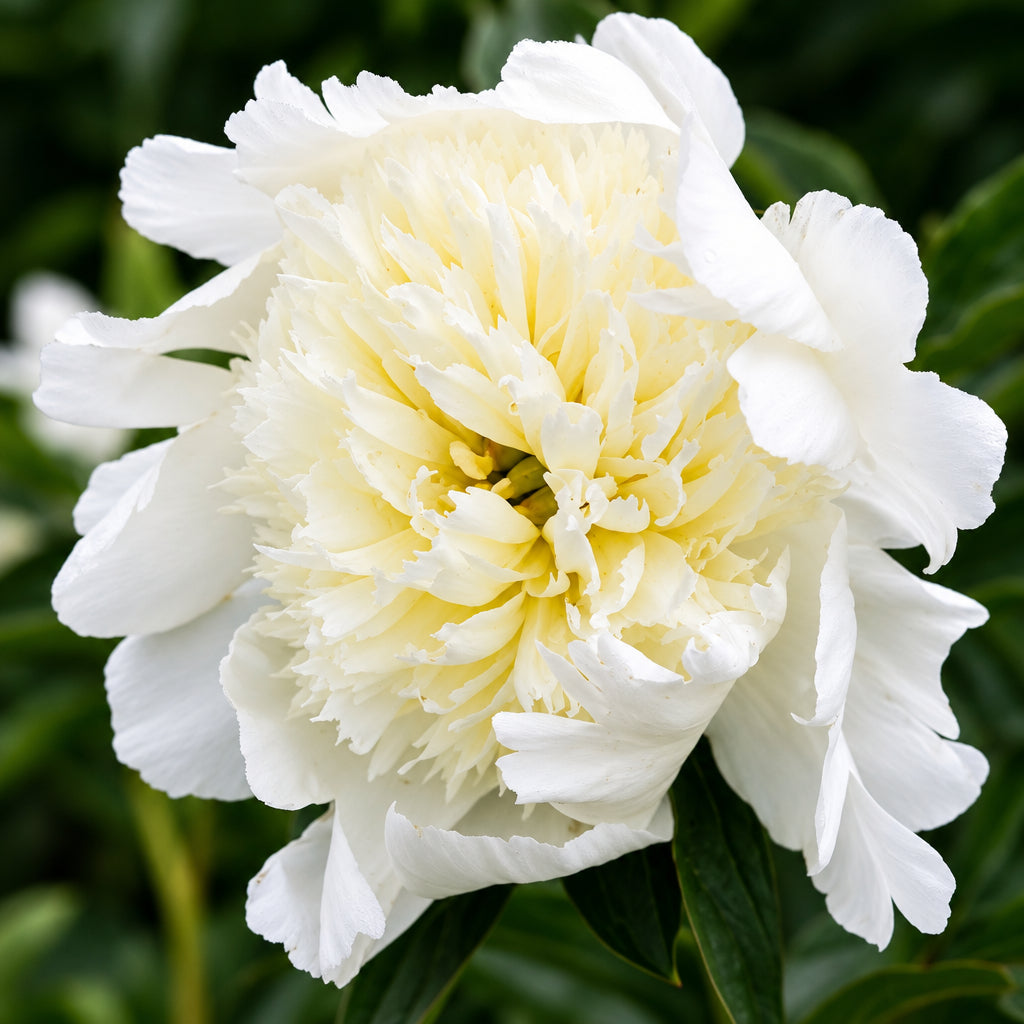 Peony Charlie's White - Peony Bulbs