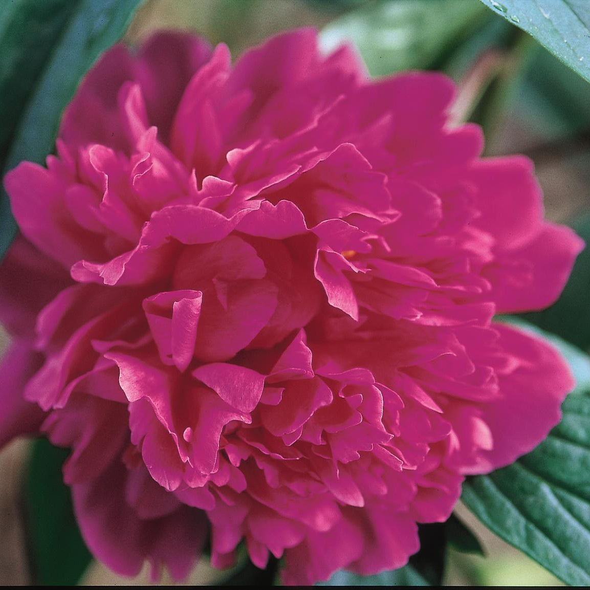 Peony Kansas - Peony Bulbs