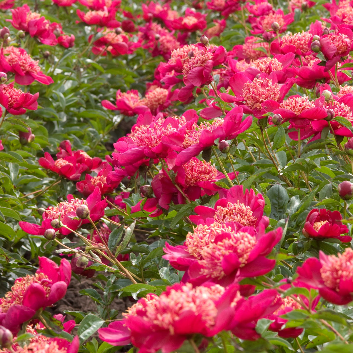 Peony Nippon Beauty - Peony Bulbs