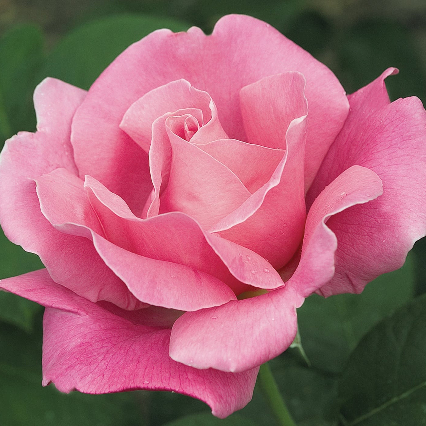 Perfume Delight™ Bare Root Tree Rose