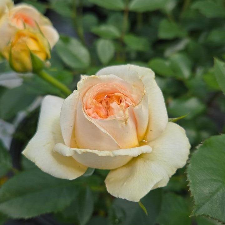 Fragrant Showpiece™ Champagne Potted Rose Bush