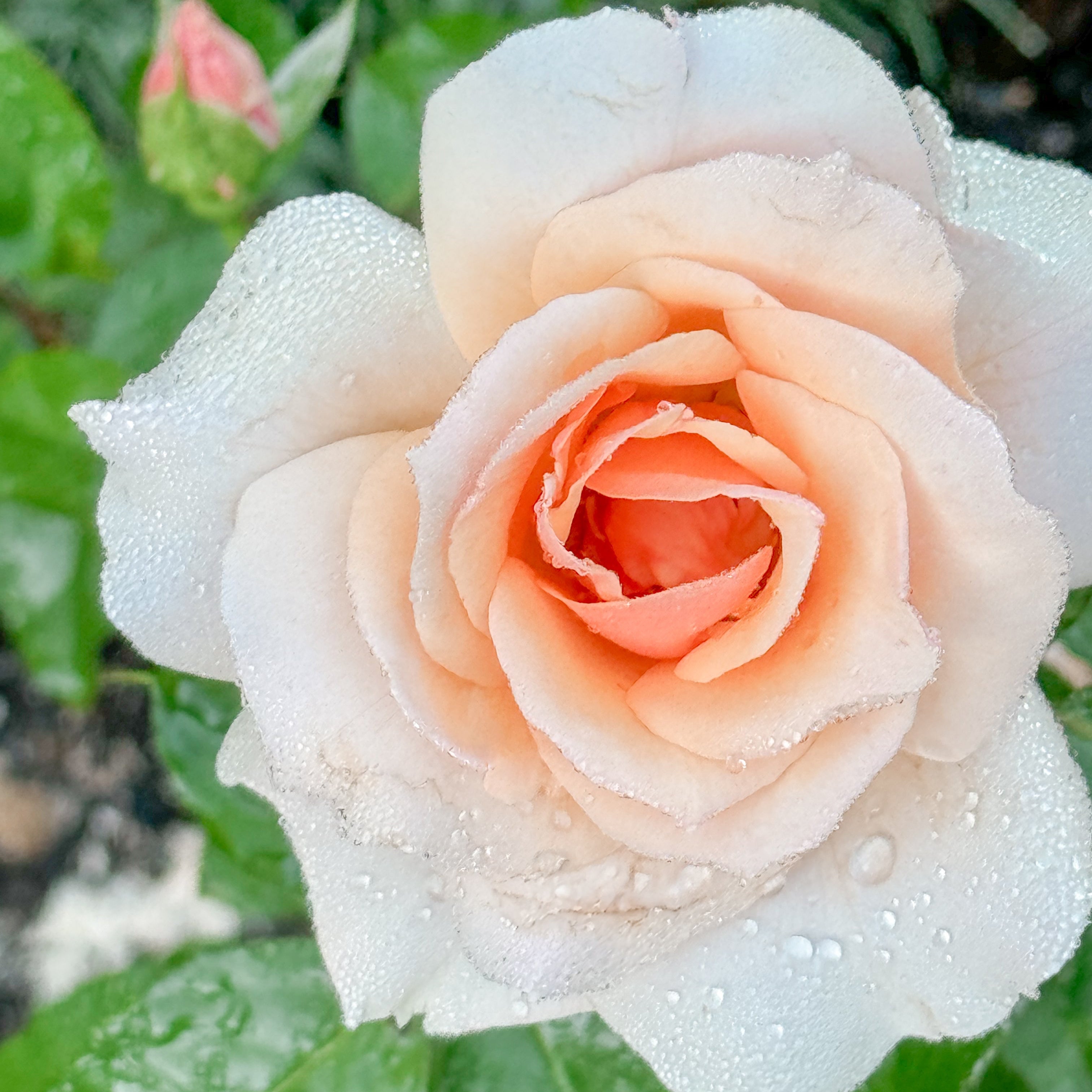 Pink rose with water droplets on a green leaf background