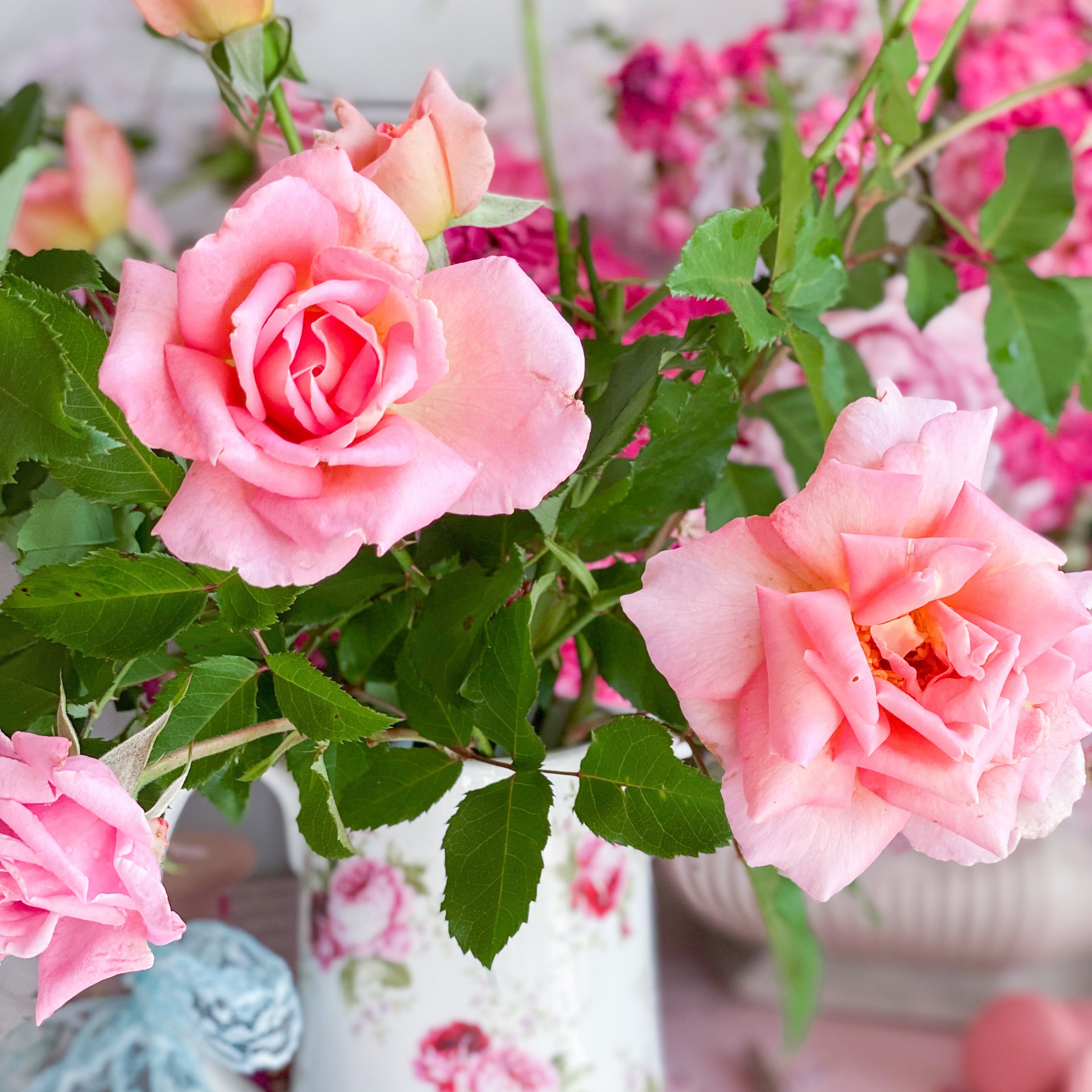 Tiffany Bare Root Rose Bush