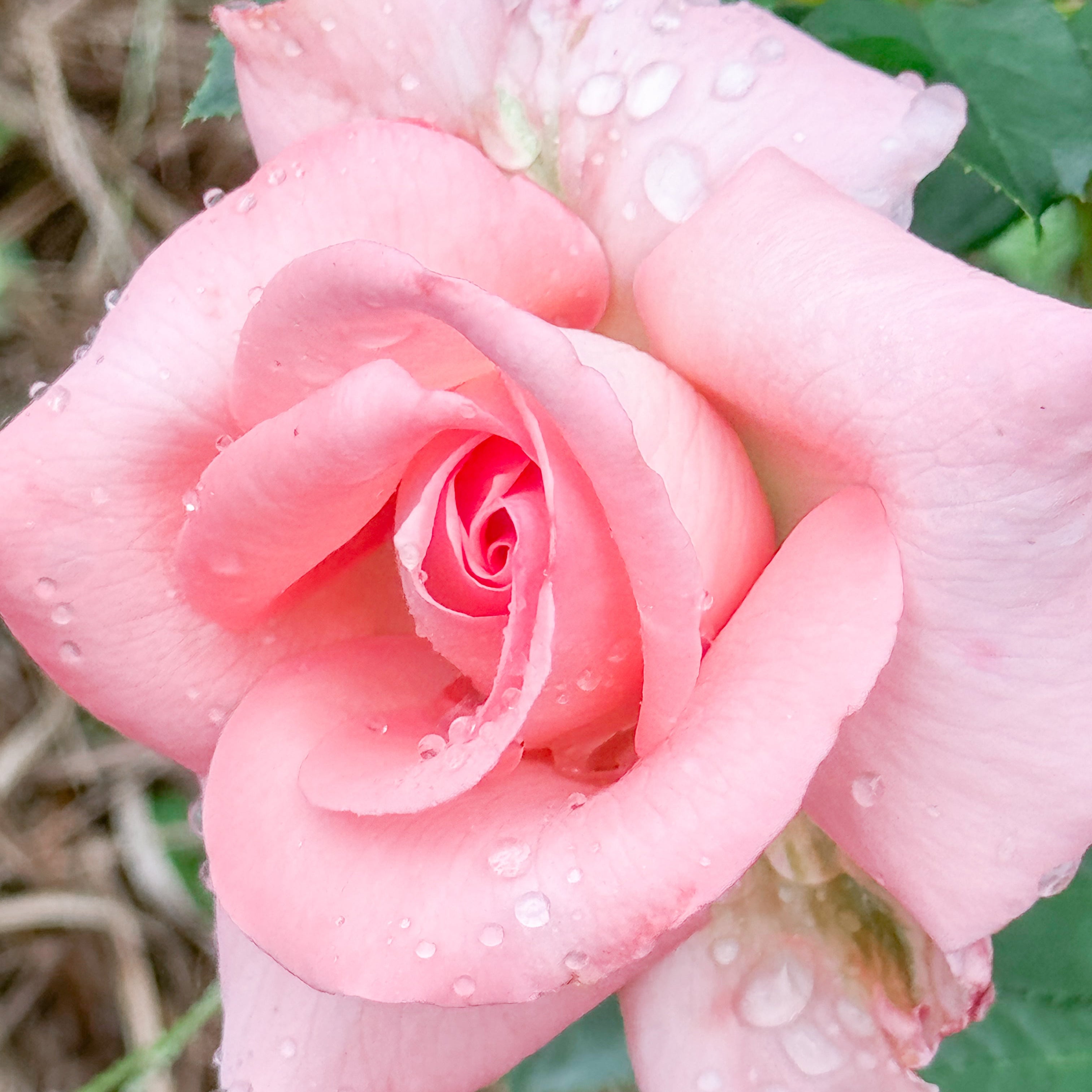 Marylou Whitney Potted Rose Bush
