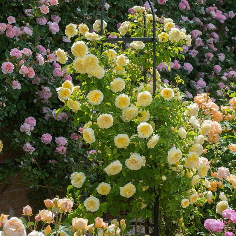 David Austin® The Pilgrim® Potted Rose Bush