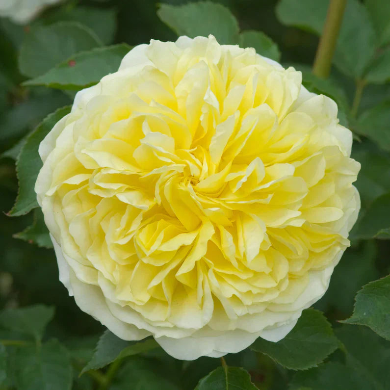 David Austin® The Pilgrim® Potted Rose Bush