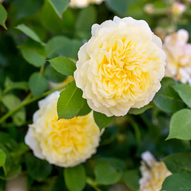 David Austin® The Pilgrim® Potted Rose Bush