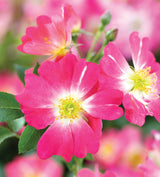Pink Drift® Bare Root Rose Bush