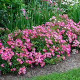 Pink Drift® Bare Root Tree Rose