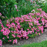 Pink Drift® Bare Root Rose Bush
