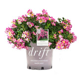 Pink Drift® Bare Root Rose Bush