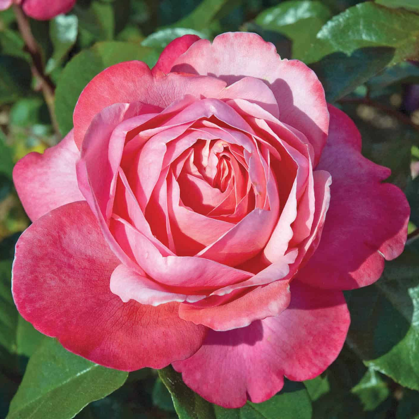 Pink Flamingo™ Bare Root Tree Rose