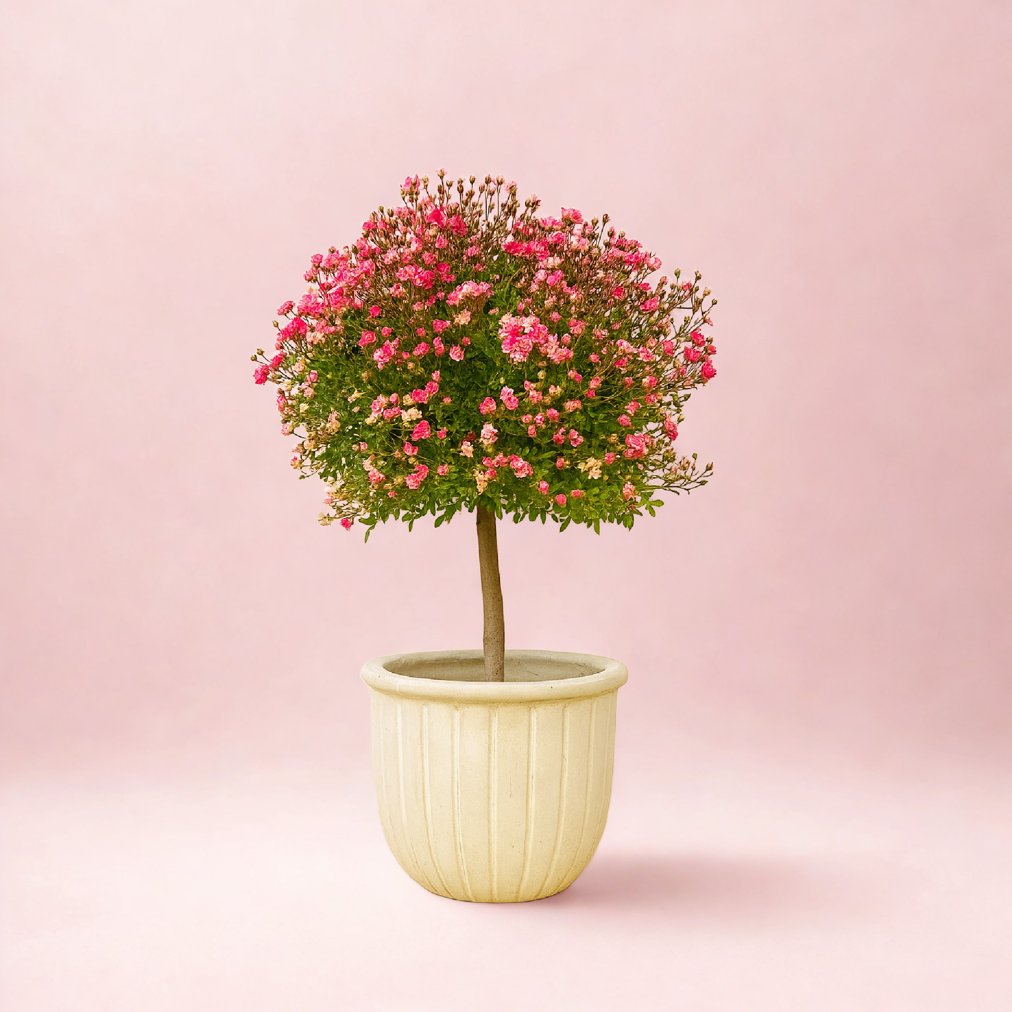 Wanderlust Roses™ Pink Tumbleweed™ Potted Tree Rose - 10" Decorative Basket Weave Container
